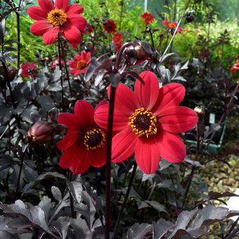 Dahlia variabilis 'Velvet' PP24397