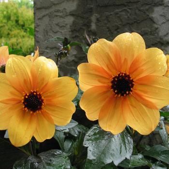 Dahlia variabilis 'Best Bett' 