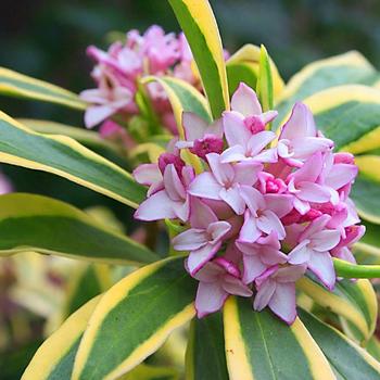 Daphne odora 'Rebecca'