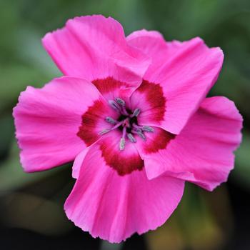 Dianthus allwoodii 'Bumbleberry Pie' 