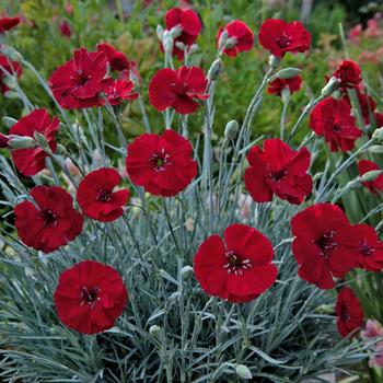 Dianthus allwoodii American Pie® 'Cherry Pie'