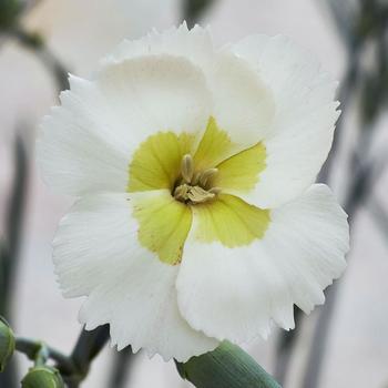 Dianthus allwoodii 'Key Lime Pie' PP29834