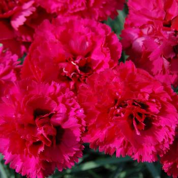 Dianthus Devon Cottage™ 'Waterloo Sunset'