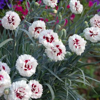 Dianthus Devon Cottage™ 'Bright Eyes'