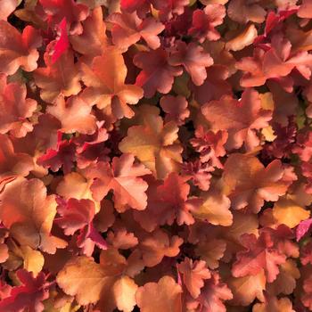 Heuchera 'Sunrise' 