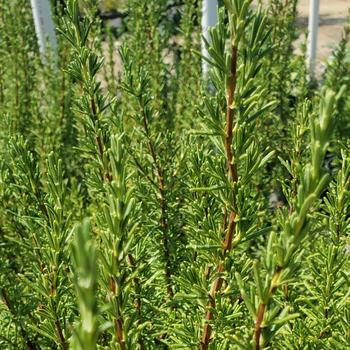 Rosmarinus officinalis 'Lady in White' 