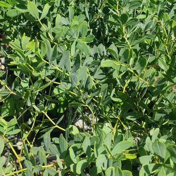 Baptisia australis var. minor