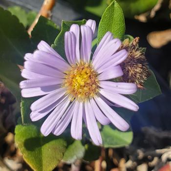 Aster chilensis