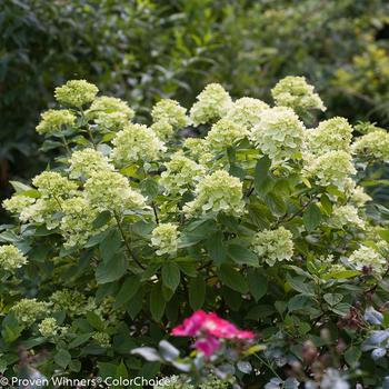 Hydrangea paniculata 'Little Lime®'