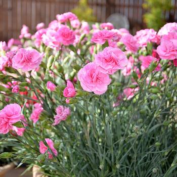 Dianthus Devon Cottage™ 'Rosy Cheeks'
