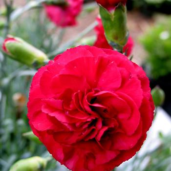 Dianthus Devon Cottage™ 'Ruby's Tuesday'