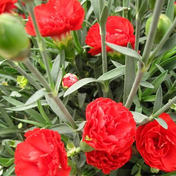 Dianthus Early Bird™ 'Chili'