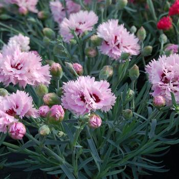 Dianthus Early Bird™ 'Fizzy'