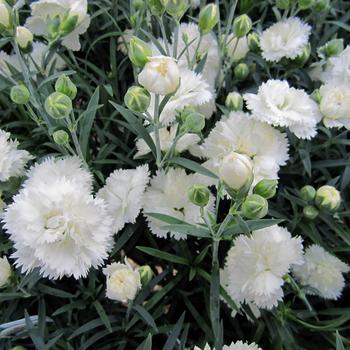 Dianthus Early Bird™ 'Frosty'