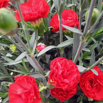 Dianthus Early Bird™ 'Radiance'