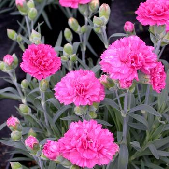 Dianthus 'Sherbet' 