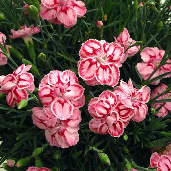 Dianthus 'Starburst' PP#21162