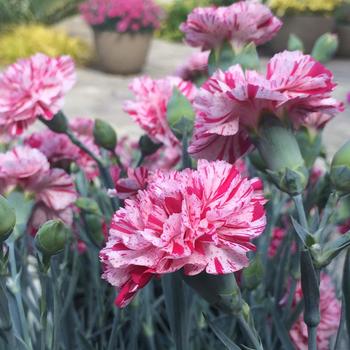 Dianthus 'WP15 MOW08' PP29480