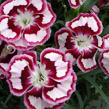 Dianthus 'Devon Siskin' PP14377