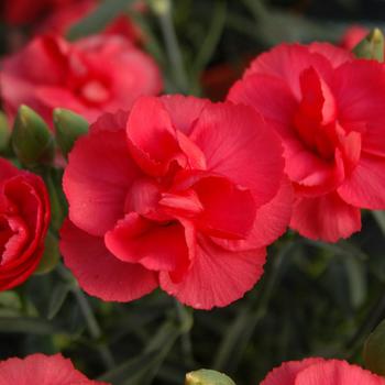 Dianthus Premier™ 'Rosebud'