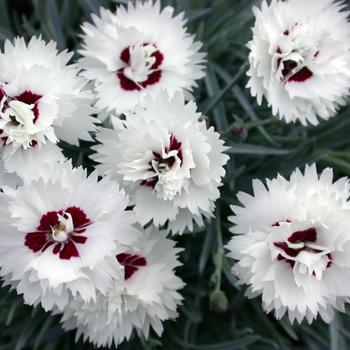 Dianthus Premier™ 'Silver Star'