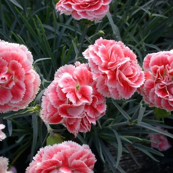 Dianthus Scent First® 'Coral Reef'