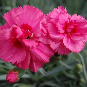 Dianthus 'Eternity' PP#21395