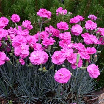 Dianthus 'Devon Pp11' PP14919