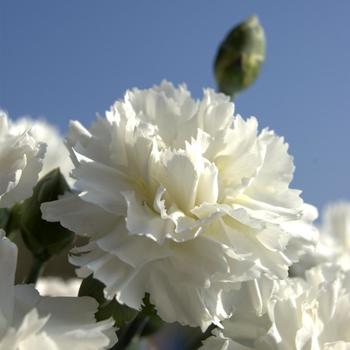 Dianthus Scent First® 'Memories'