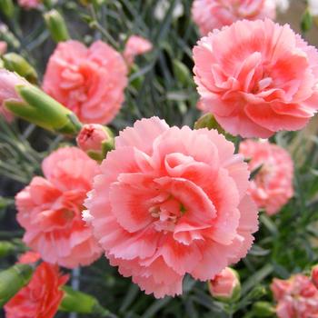Dianthus Scent First® 'Romance'