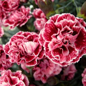 Dianthus 'WP08 LAN04' PP21398