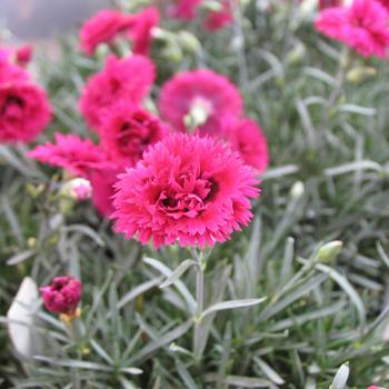 Dianthus 'Starlette' PP21438