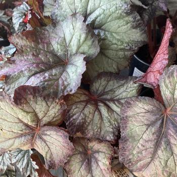 Begonia 'Del Rey Sunset' 