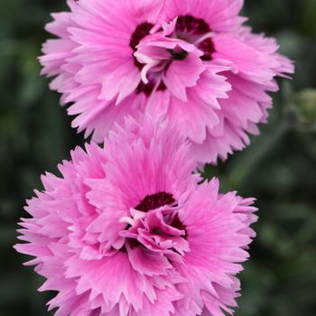 Dianthus 'Devon Esther' PP18222