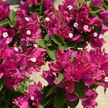 Bougainvillea 'Bangkok Red' 