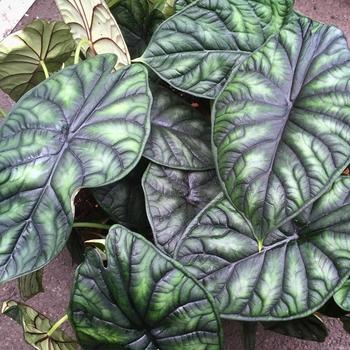 Alocasia baginda 'Dragon Scale' 
