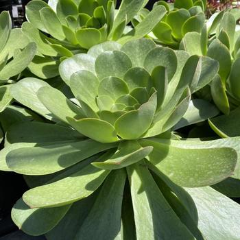 Aeonium urbicum 'Salad Bowl' 