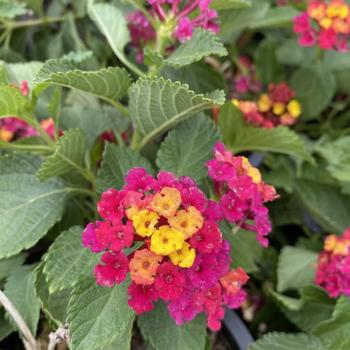 Lantana camara 'Christine' 