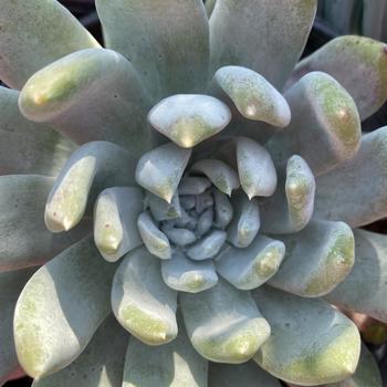 Dudleya caespitosa