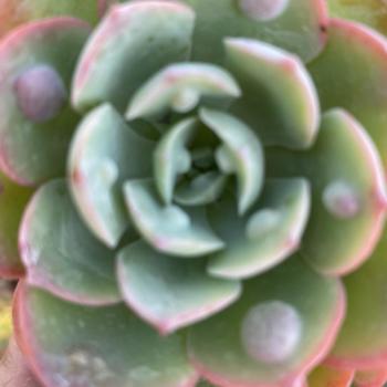 Echeveria 'Raindrops' 