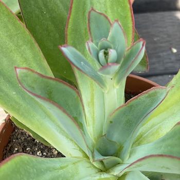 Echeveria 'Fire And Ice' 