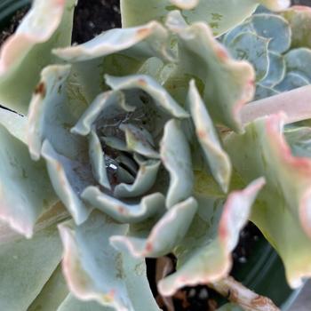 Echeveria shaviana