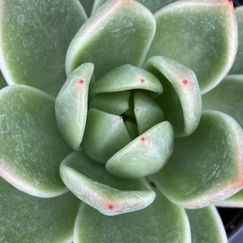 Echeveria agavoides 'Gilva' 