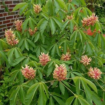 Early Glow Ohio Buckeye