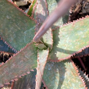 Aloe 'Coral Fire' 