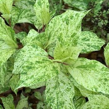 Hydrangea paniculata 'Yuki Gessho' 