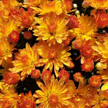 Chrysanthemum morifolium 'Cracklin Golden Yellow' 