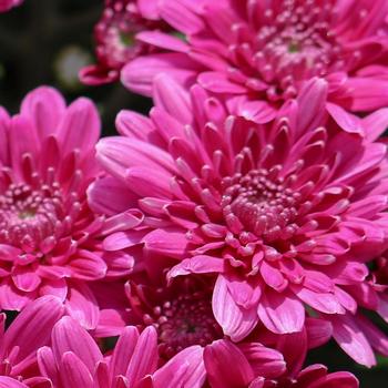 Chrysanthemum morifolium 'Prism Purple' 