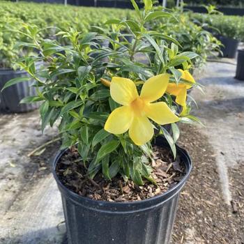 Allamanda schottii 'Compacta' 