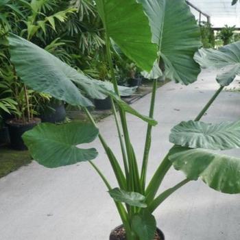 Alocasia macrorrhiza 'Borneo Giant' 